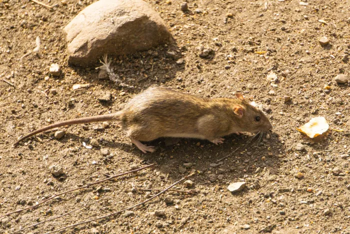 Controle de Ratos - Rio de Janeiro // Dedetizadora RJ Controle de Ratos - Rio de Janeiro // Dedetizadora RJ