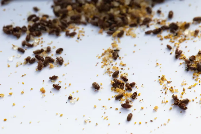 Dedetizadora de Broca - Rio de Janeiro // Dedetizadora RJ Dedetizadora de Broca - Rio de Janeiro // Dedetizadora RJ