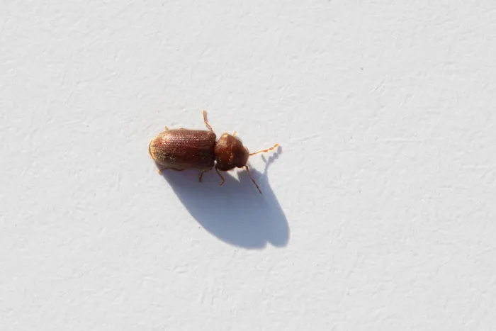 Dedetizadora de Broca - Rio de Janeiro // Dedetizadora RJ Dedetizadora de Broca - Rio de Janeiro // Dedetizadora RJ