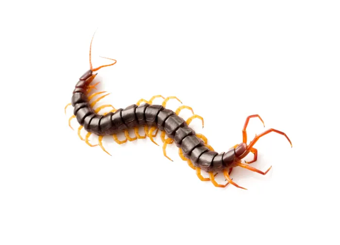 Dedetizadora de Lacraia - Rio de Janeiro // Dedetizadora RJ Dedetizadora de Lacraia - Rio de Janeiro // Dedetizadora RJ