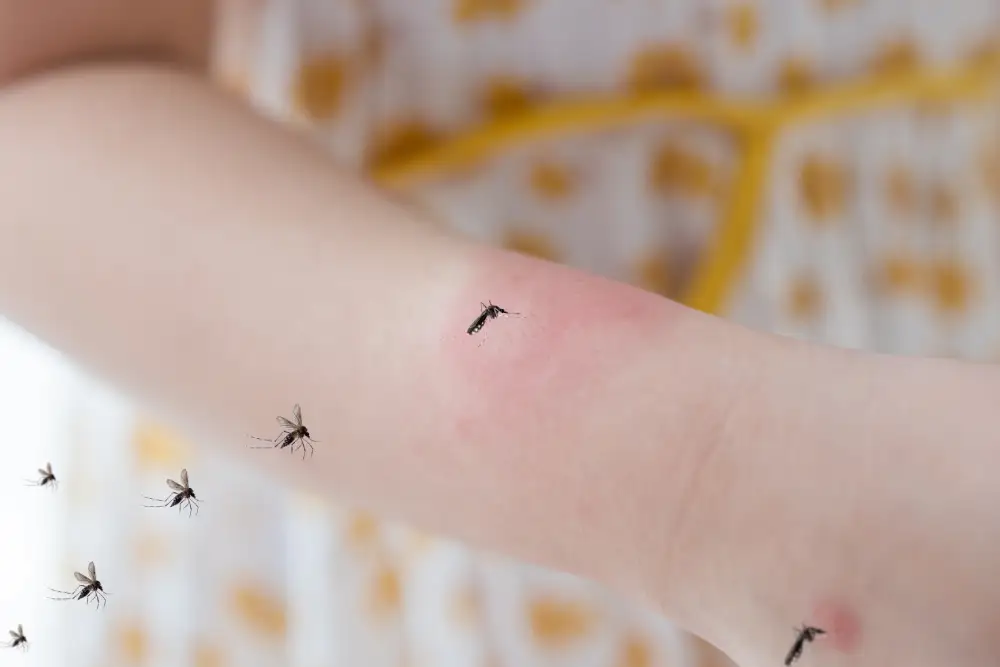 Controle de Mosquitos: tudo o que você precisa saber para se proteger contra a dengue
