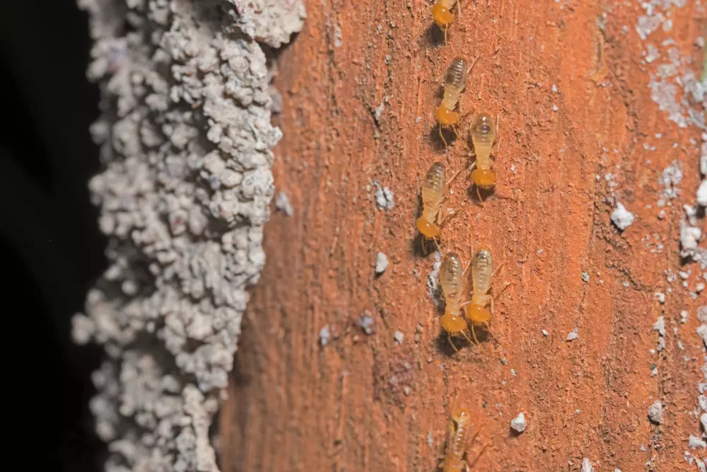 Cupim: uma ameaça maior do que você imagina