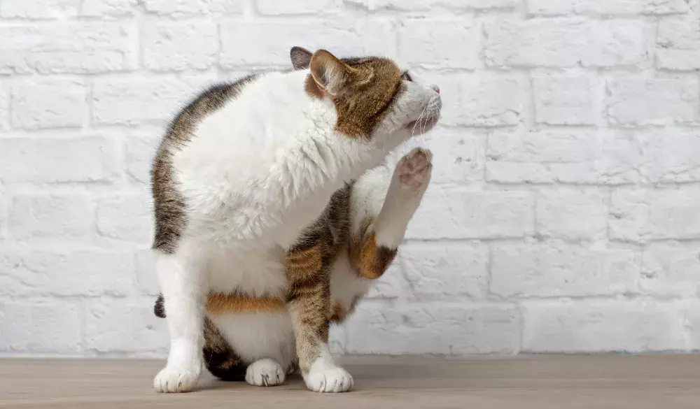 Xô, Pulgas e carrapatos. Dicas de passeio para seus pets.