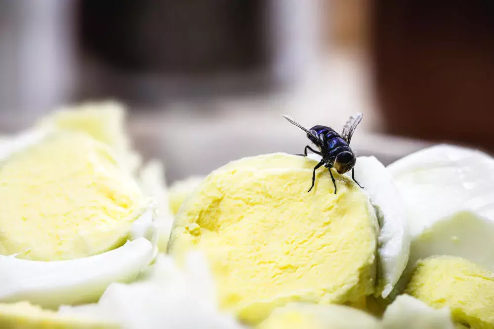 Moscas em casa: entenda como eliminá-las com eficiência