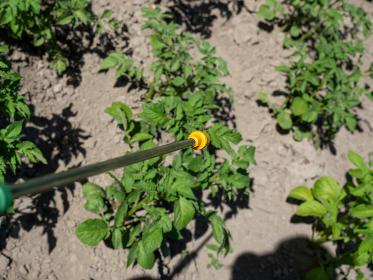 Capina Química - Rio de Janeiro // Dedetizadora RJ Capina Química - Rio de Janeiro // Dedetizadora RJ