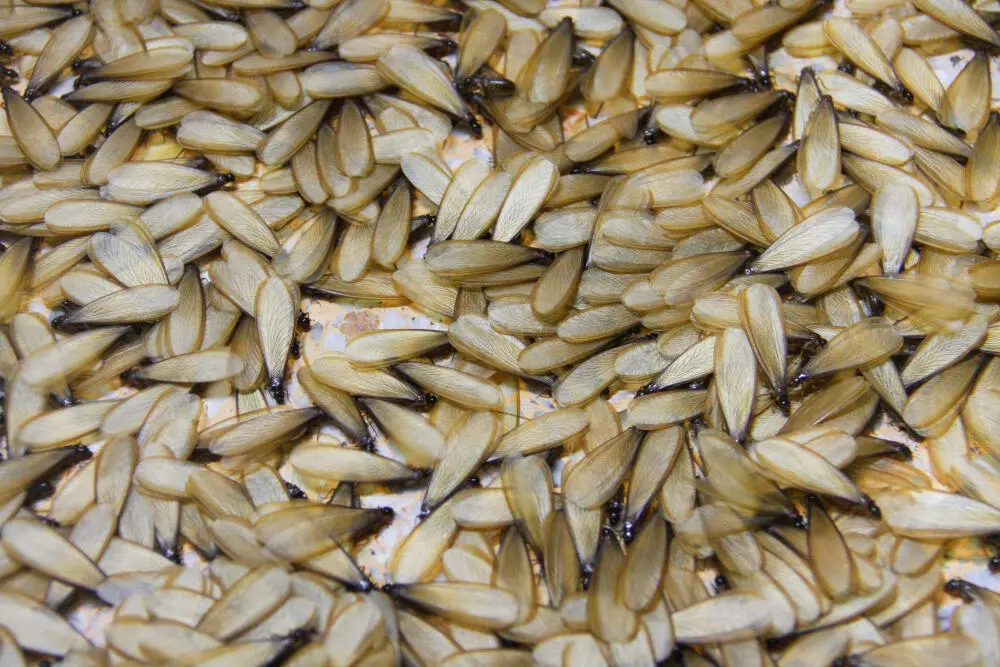 Cupins de luz no Rio de Janeiro: entenda os riscos e como a descupinização resolve