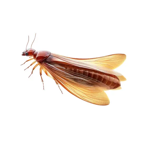 Cupins de luz no RJ: por que a descupinização imediata é fundamental