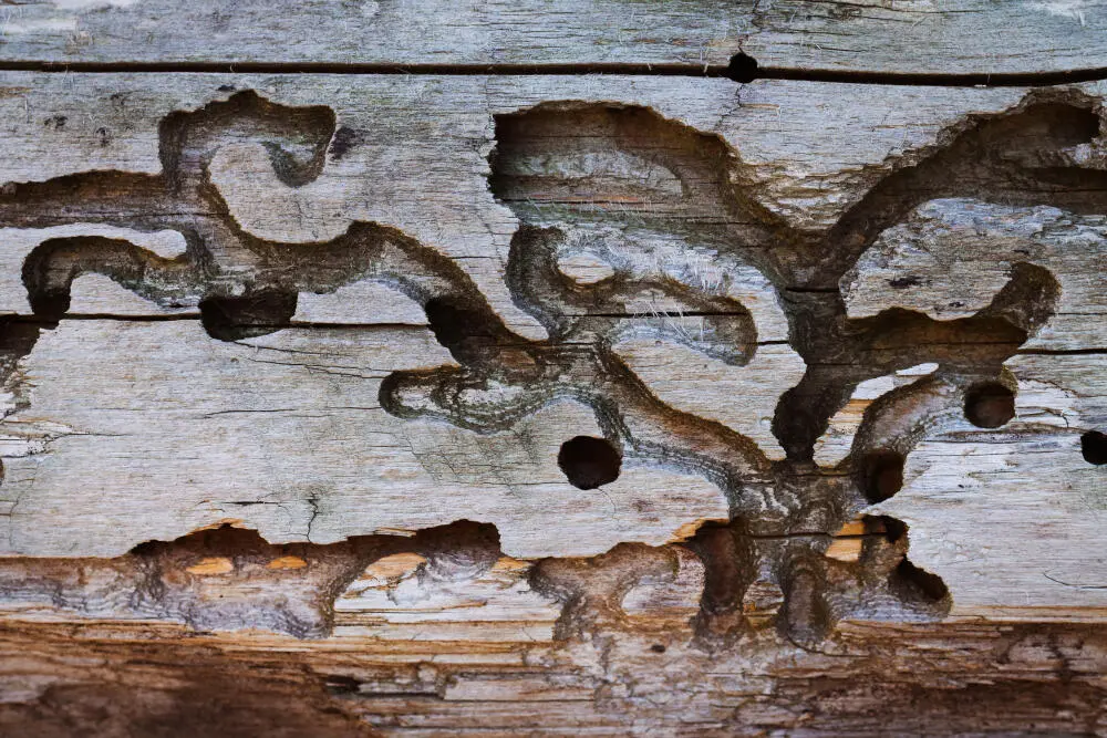 Cupins em paredes: sinais de infestação e como a descupinização resolve