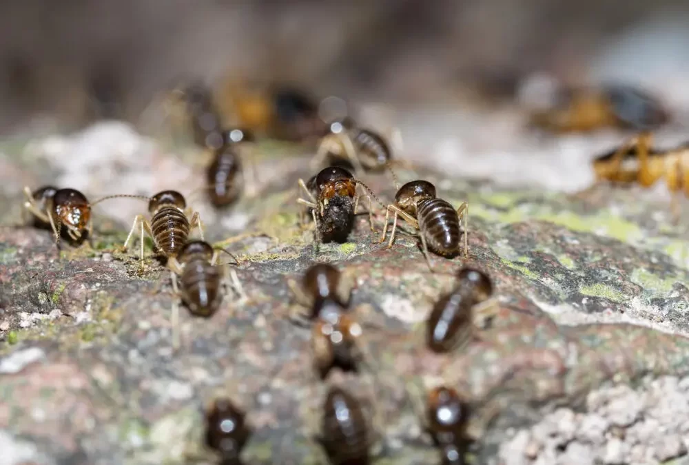 Do ovo à colônia: como funciona o ciclo de vida dos cupins e a importância da descupinização