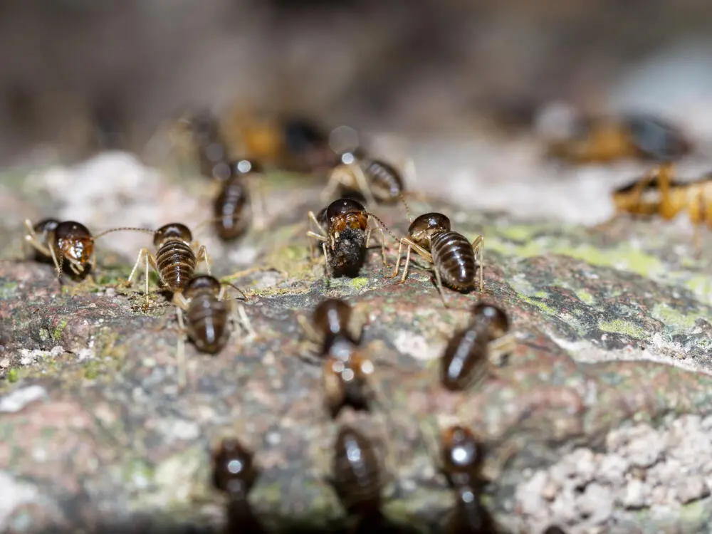 Do ovo à colônia: como funciona o ciclo de vida dos cupins e a importância da descupinização