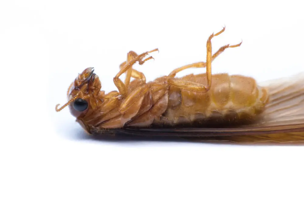 Tipos de cupins encontrados no RJ e os danos que podem causar ao seu patrimônio