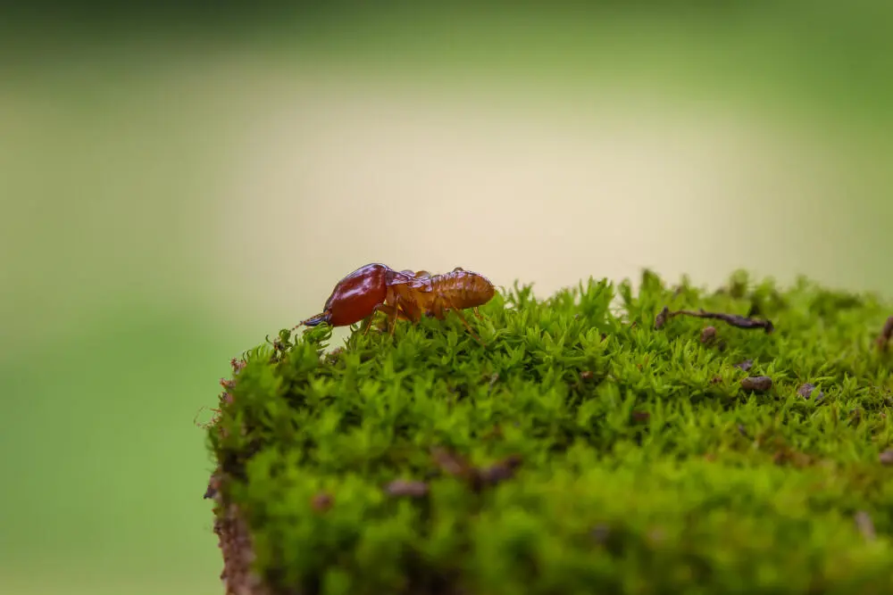 Cupins atacando sua casa de madeira? A Sunset tem a solução definitiva!