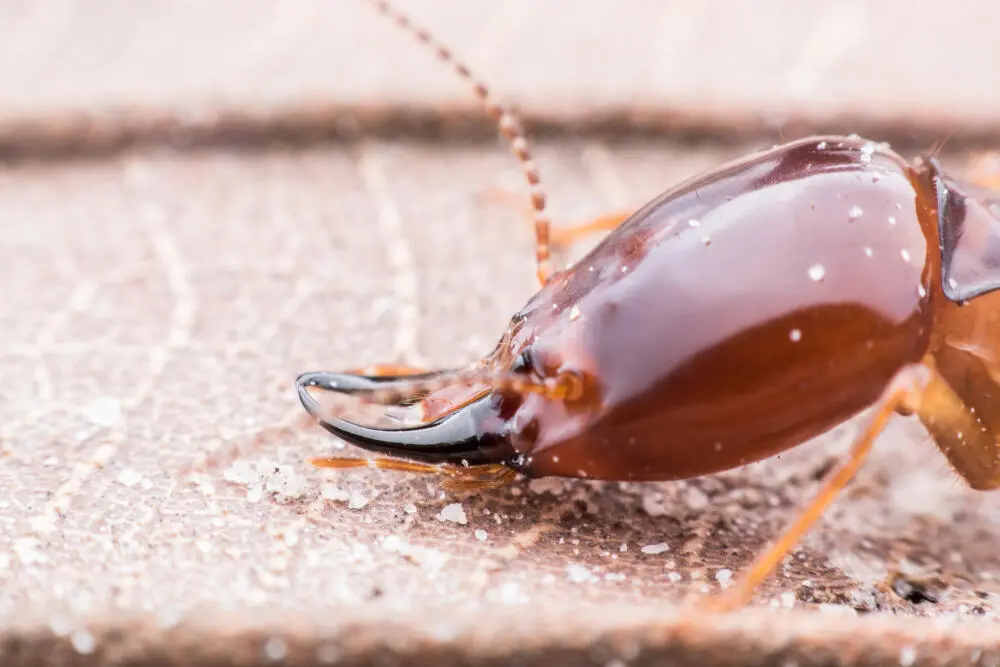 Cupins subterrâneos: o perigo que vem de baixo das fundações