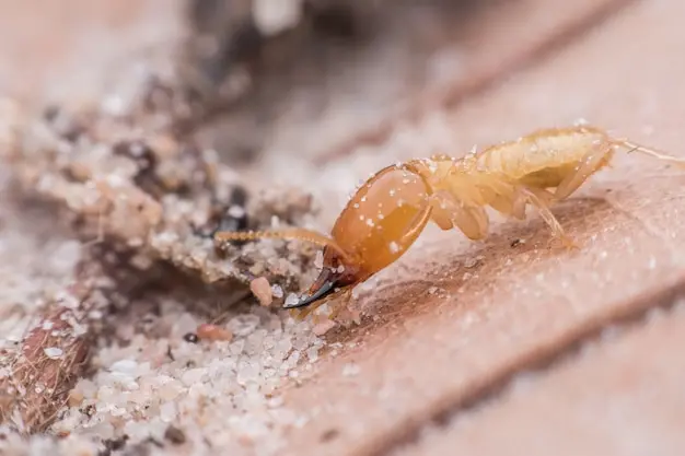 Cupins em Árvores: risco para calçadas, muros e estruturas próximas