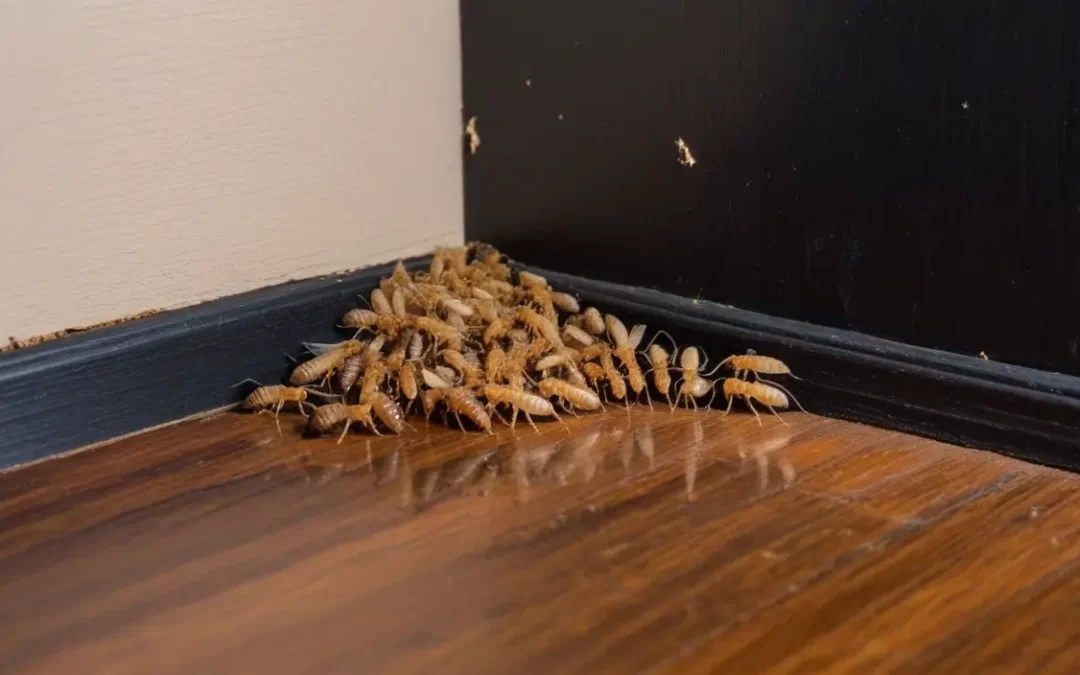 Controle preventivo de cupins como parte do plano de manutenção predial anual